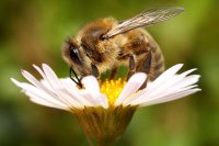 Об усилении работы по организации обмена информацией между пчеловодами и сельскохозяйственными товаропроизводителями о планируемых агрохимических обработках посевов и размещением пчелопасек в продолжающийся период медосбора 2020 года.